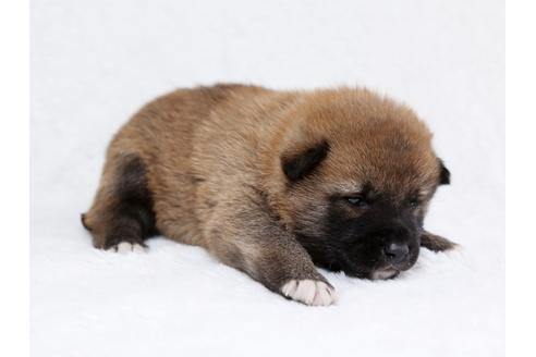成約済の栃木県の柴犬-44637の2枚目
