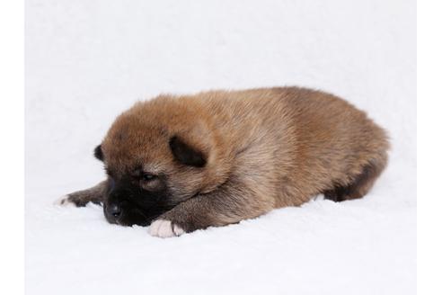 成約済の栃木県の柴犬-44637の3枚目