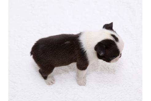 成約済の栃木県のボストンテリア-44638の1枚目