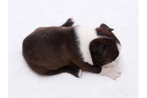 成約済の栃木県のボストンテリア-44640の2枚目