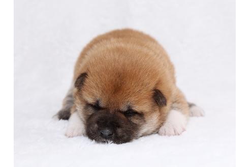 成約済の栃木県の柴犬-44642の2枚目
