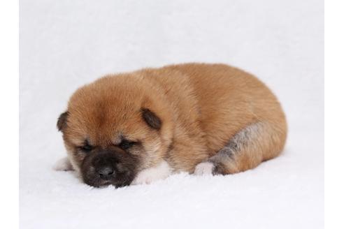 成約済の栃木県の柴犬-44642の3枚目