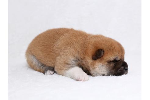 成約済の栃木県の柴犬-44642の1枚目