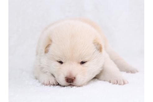 成約済の栃木県の柴犬-44643の1枚目