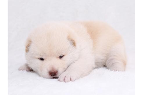 成約済の栃木県の柴犬-44643の2枚目