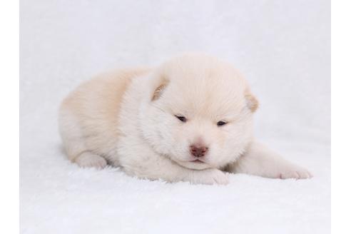 成約済の栃木県の柴犬-44643の3枚目