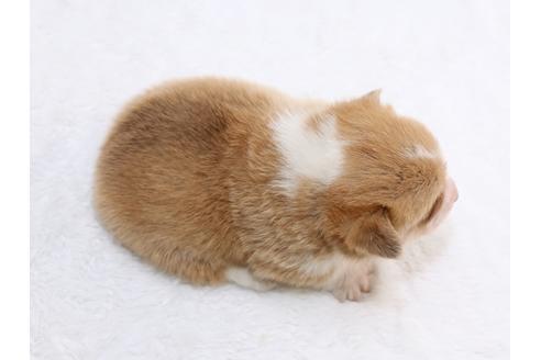 成約済の栃木県のウェルシュコーギーペンブローク-44644の4枚目