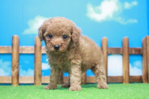 成約済の滋賀県のトイプードル-44599の2枚目