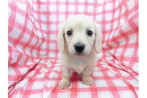 成約済の福岡県のミニチュアダックスフンド(ロングヘアード)-44664の1枚目