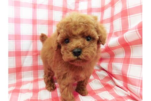 成約済の福岡県のトイプードル-44665の1枚目