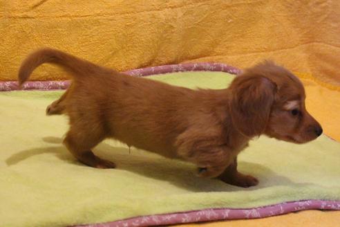 成約済の愛知県のカニンヘンダックスフンド(ロングヘアード)-43134の4枚目