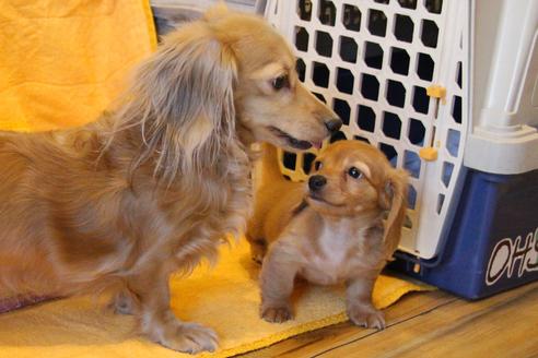 成約済の愛知県のカニンヘンダックスフンド(ロングヘアード)-43134の3枚目