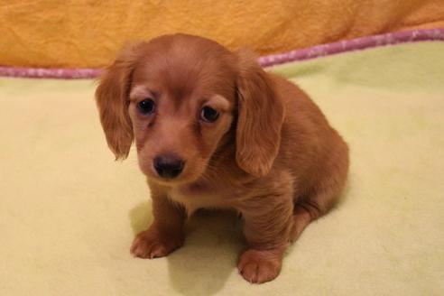 成約済の愛知県のカニンヘンダックスフンド(ロングヘアード)-43134の2枚目