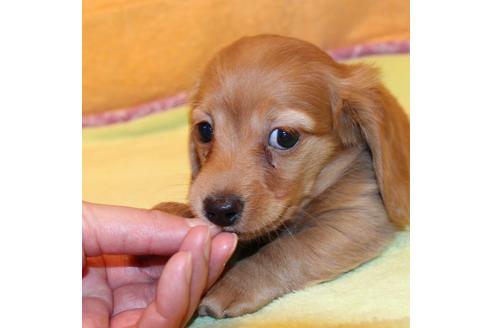 成約済の愛知県のカニンヘンダックスフンド(ロングヘアード)-43134の1枚目