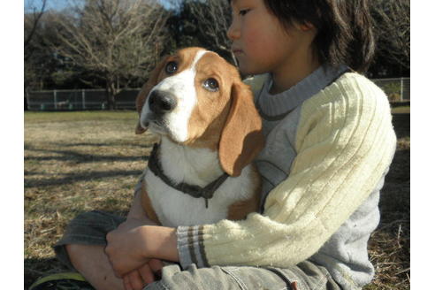 成約済の神奈川県のミックス犬-36373の4枚目