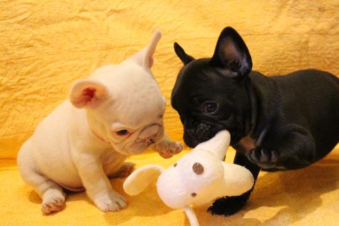 成約済の愛知県のフレンチブルドッグ-43135の2枚目