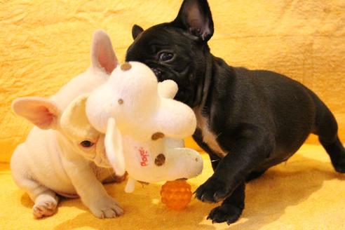 成約済の愛知県のフレンチブルドッグ-43135の1枚目