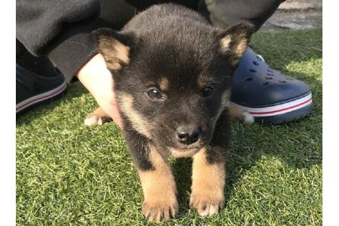 成約済の長崎県の柴犬-44687の5枚目