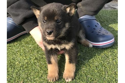成約済の長崎県の柴犬-44687の1枚目