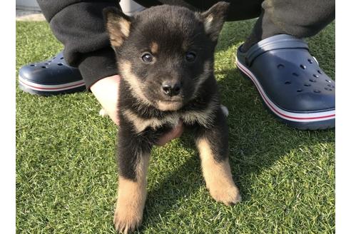 成約済の長崎県の柴犬-44687の2枚目