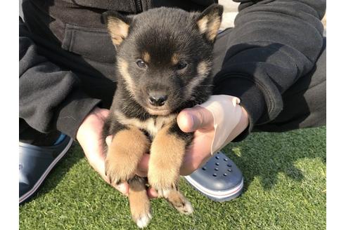 成約済の長崎県の柴犬-44687の3枚目