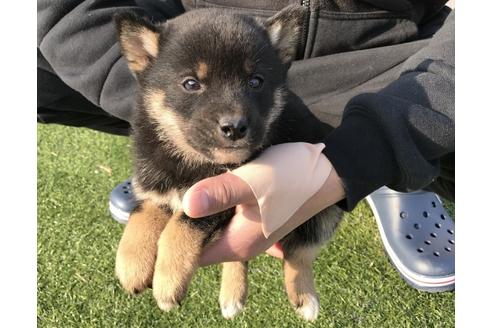成約済の長崎県の柴犬-44687の4枚目