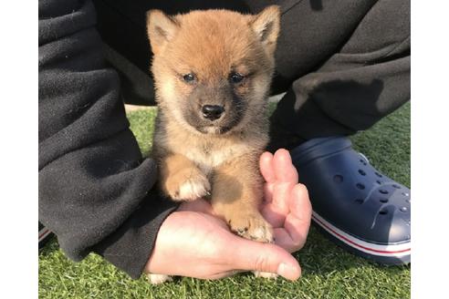 成約済の長崎県の柴犬-44688の4枚目