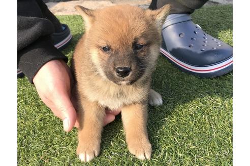 成約済の長崎県の柴犬-44688の5枚目