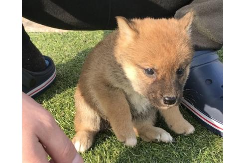 成約済の長崎県の柴犬-44688の1枚目