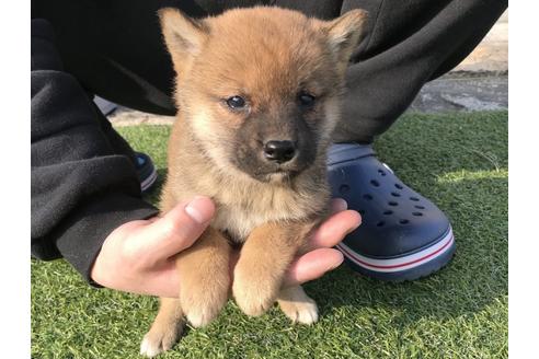 成約済の長崎県の柴犬-44688の2枚目