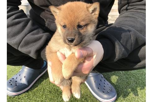 成約済の長崎県の柴犬-44688の3枚目