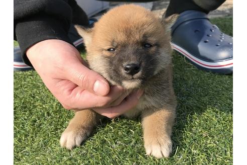 成約済の長崎県の柴犬-44690の3枚目