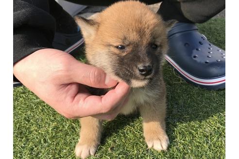 成約済の長崎県の柴犬-44690の4枚目