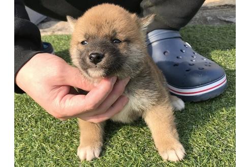 成約済の長崎県の柴犬-44690の5枚目