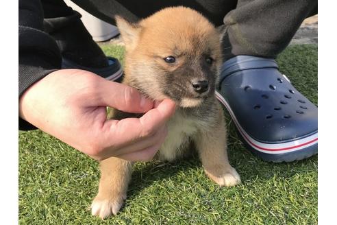 成約済の長崎県の柴犬-44690の1枚目