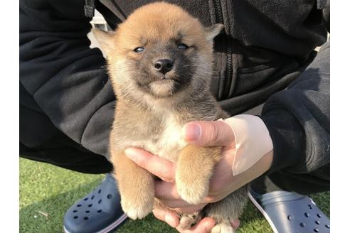 成約済の長崎県の柴犬-44690の2枚目