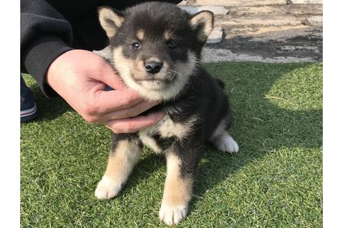 成約済の長崎県の柴犬-44692の3枚目