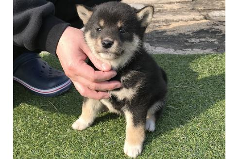 成約済の長崎県の柴犬-44692の4枚目