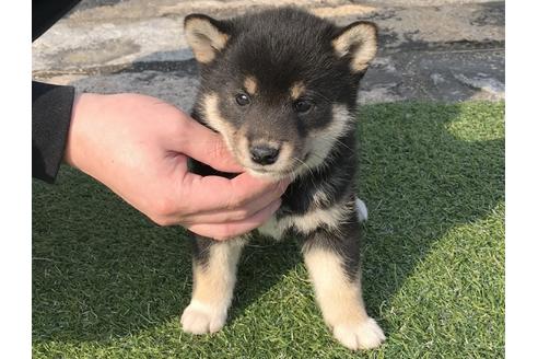 成約済の長崎県の柴犬-44692の5枚目