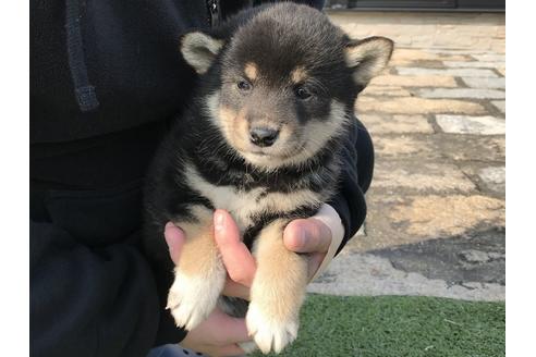 成約済の長崎県の柴犬-44692の1枚目