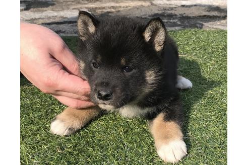 成約済の長崎県の柴犬-44693の3枚目