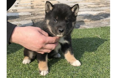成約済の長崎県の柴犬-44693の4枚目