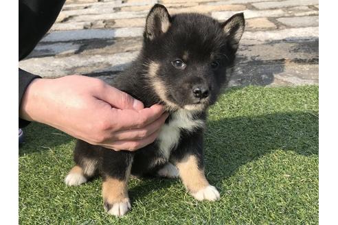 成約済の長崎県の柴犬-44693の1枚目