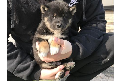 成約済の長崎県の柴犬-44693の2枚目