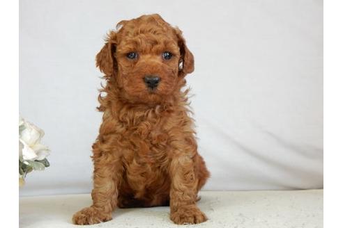 成約済の北海道のトイプードル-44716の2枚目