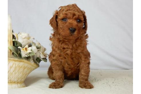 成約済の北海道のトイプードル-44716の3枚目