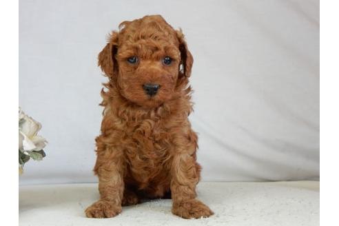 成約済の北海道のトイプードル-44716の1枚目