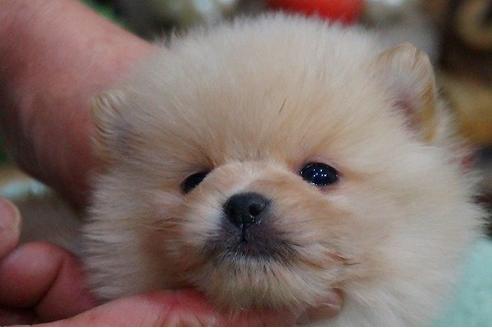 成約済の京都府のポメラニアン-44202の3枚目