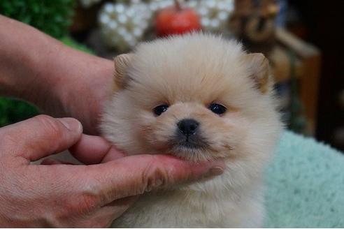 成約済の京都府のポメラニアン-44202の2枚目