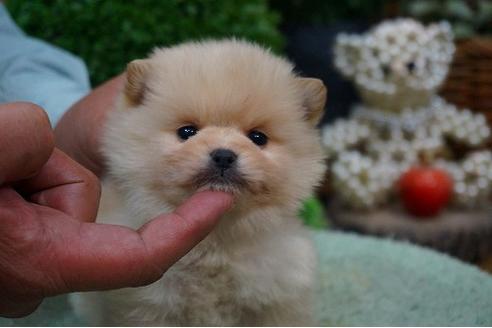 成約済の京都府のポメラニアン-44202の1枚目